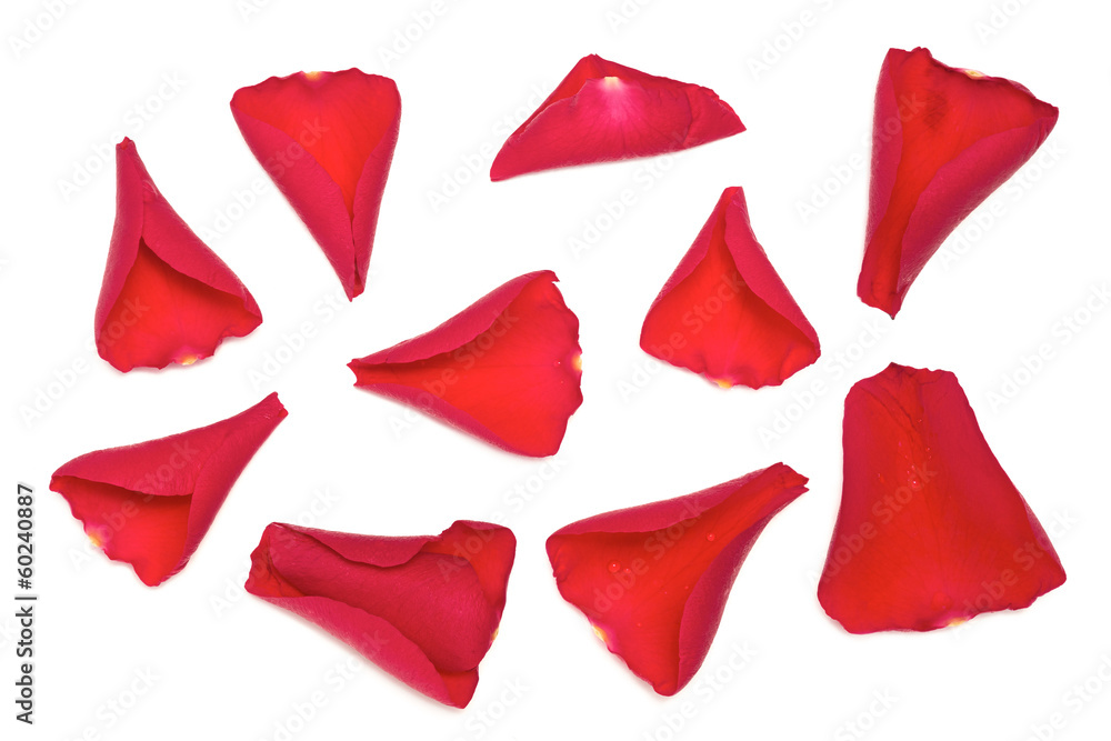 Rose Petals Rose Petals