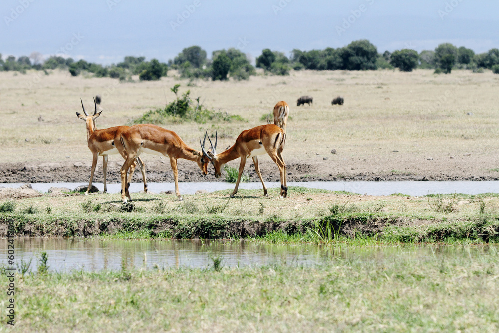Fototapeta premium Beautiful Impalas