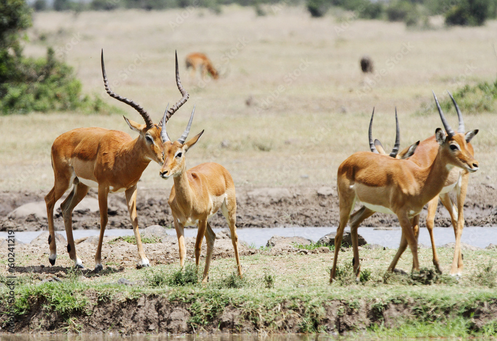 Beautiful Impalas near a water hole Beautiful Impalas near a water hole