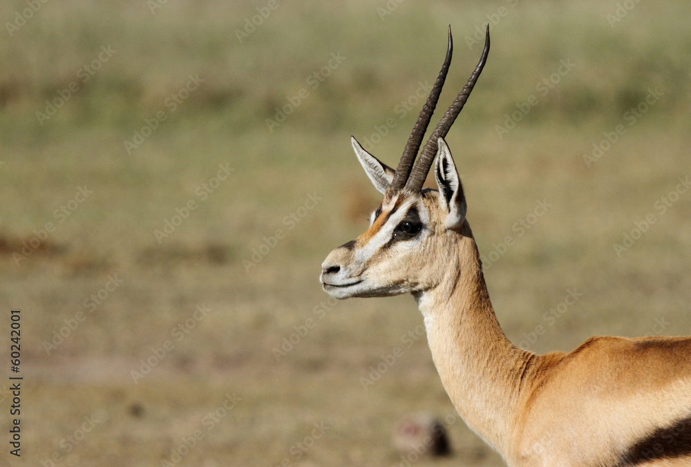A closeup of a beautiful male Thomson's Gazelle A closeup of a beautiful male Thomson's Gazelle