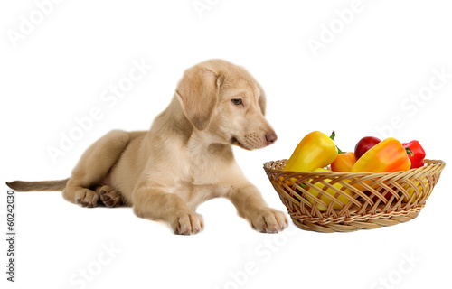 puppy and vegetables
