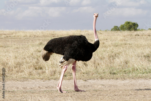 A beautiful male Ostrich, Masai Mara, Kenya photo