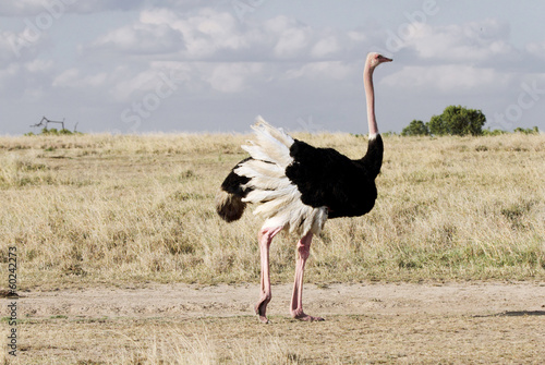 A beautiful male Ostrich