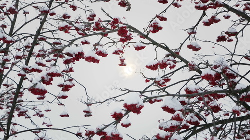 ash-berry red branches under snow at winter