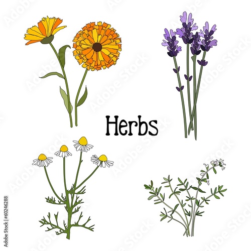 Set of aromatic herbs, isolated vector illustration