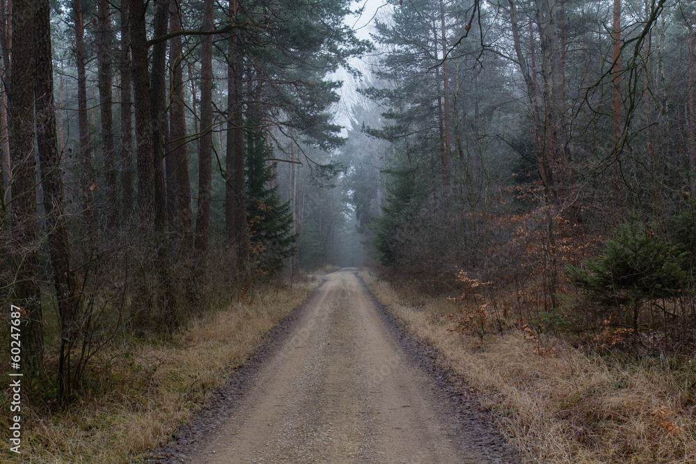 Fototapeta premium foggy forest in winter