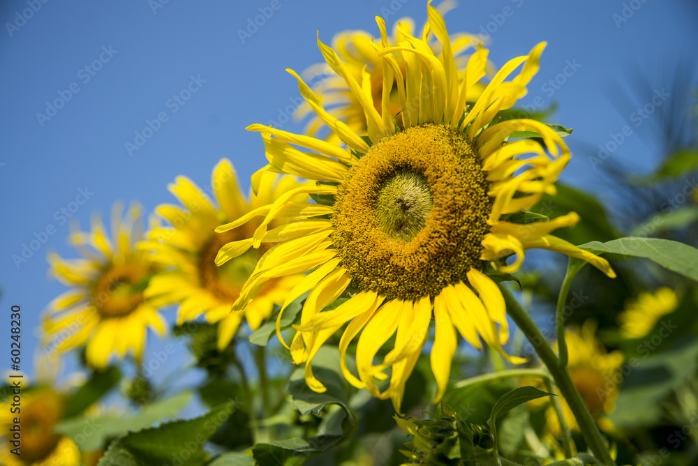 Sunflower in the field with blue sky1