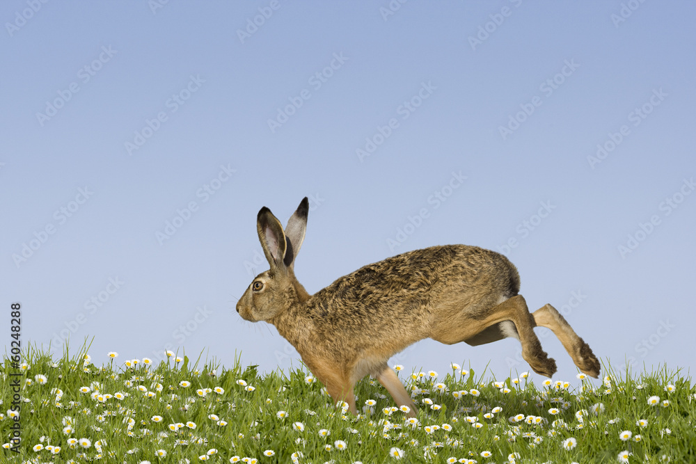 Fototapeta premium Osterhase läuft über Wiese