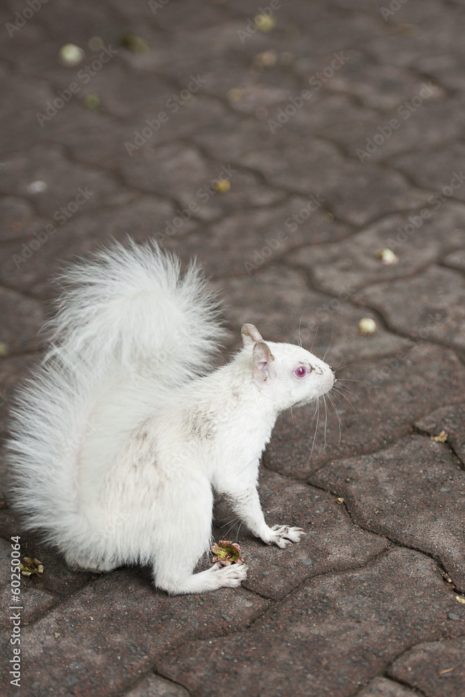 white squirrel white squirrel
