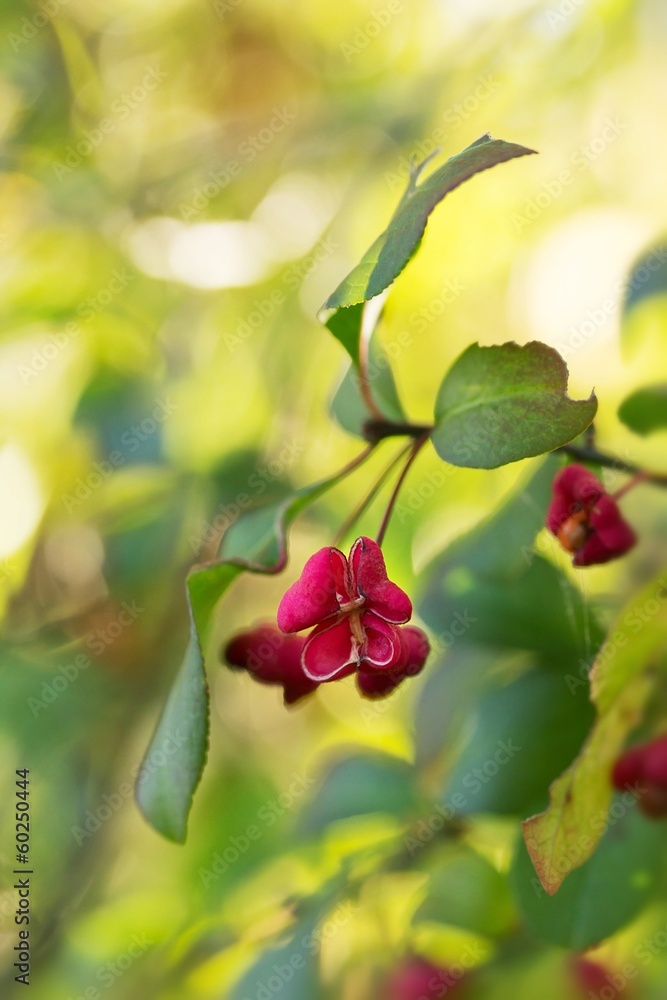Gewöhnlicher Spindelstrauch / Euonymus europaeus Gewöhnlicher Spindelstrauch / Euonymus europaeus