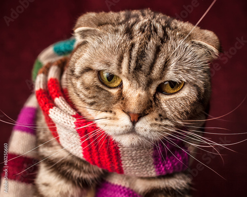 serious Scottish Fold cat in striped scarf prepares for winter