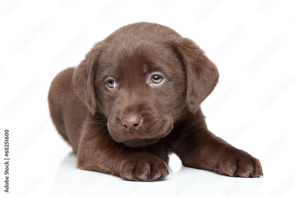 Chocolate Labrador puppy