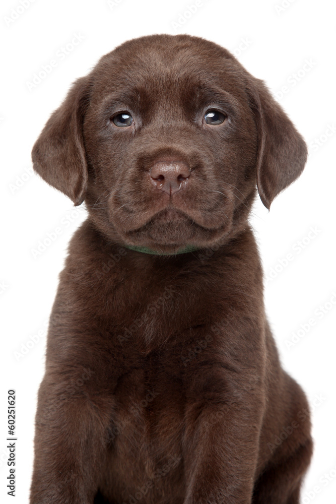 Chocolate Labrador puppy portrait