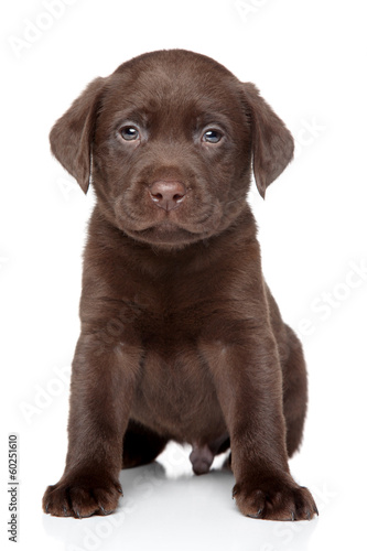 Fototapeta Naklejka Na Ścianę i Meble -  Beautiful Labrador puppy on white background