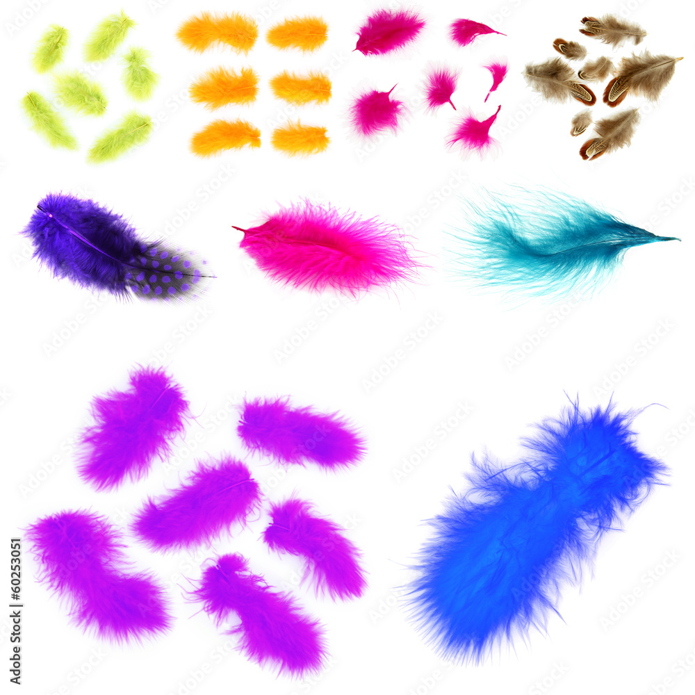 Collage of colorful feathers isolated on white Collage of colorful feathers isolated on white