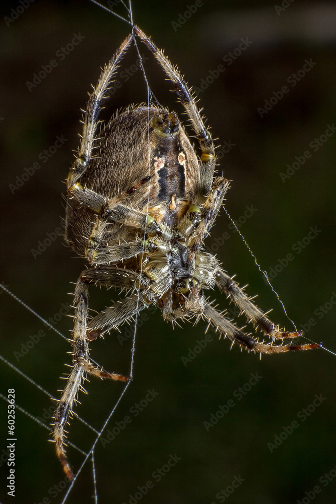 Spider on the web Spider on the web