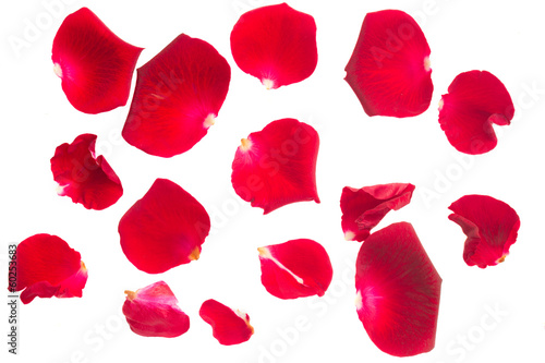 Fotografie, Obraz červené okvětní lístky růže