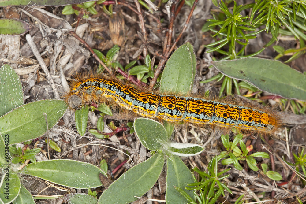 Ground lackey larva, Malacosoma castrensis feeding on leaf