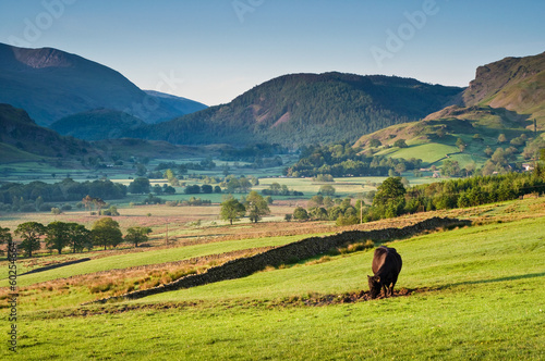 Rural scene, Lake District, UK
