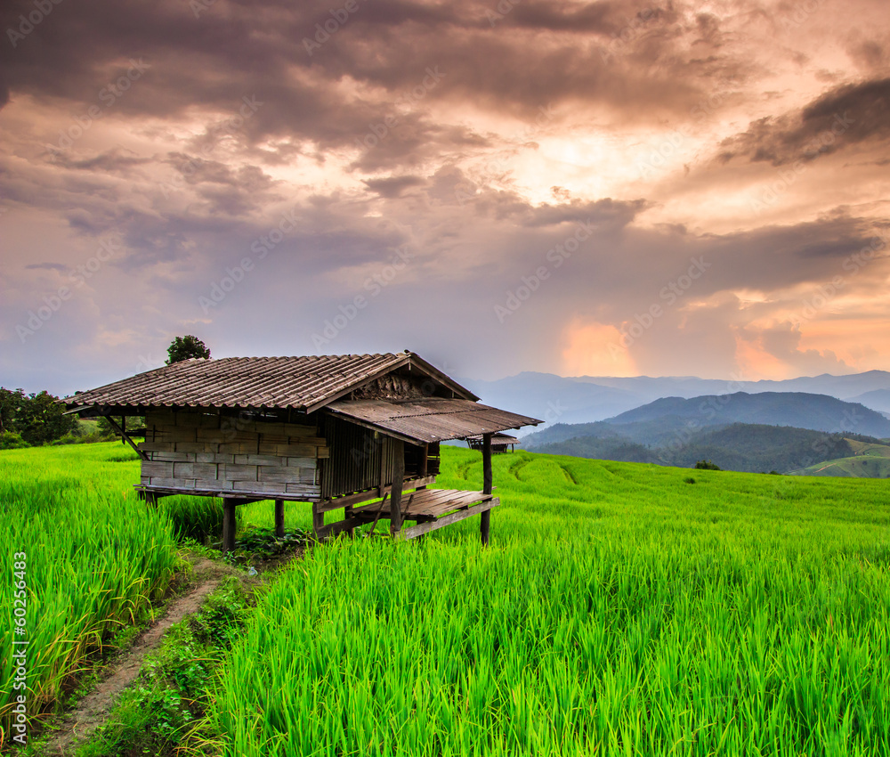 Paddy in the sunset in Chiang Mai province of Thailand Paddy in the sunset in Chiang Mai province of Thailand