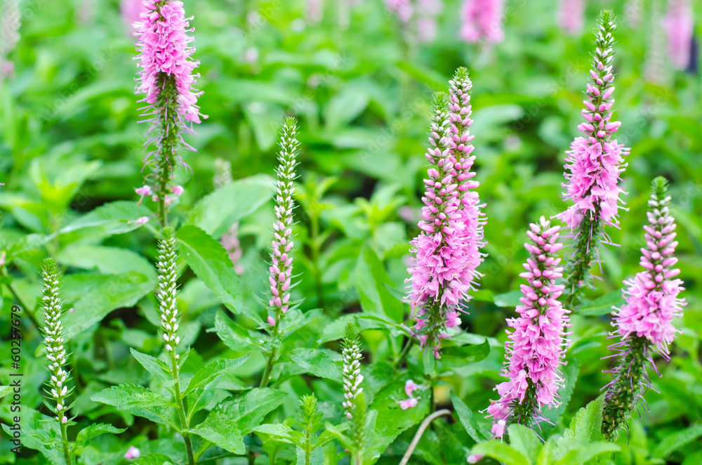 Pink Loosestrife(Lythrum Salicaria) or crybaby-grass Pink Loosestrife(Lythrum Salicaria) or crybaby-grass