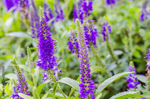 Purple Loosestrife Lythrum Salicaria  or crybaby-grass