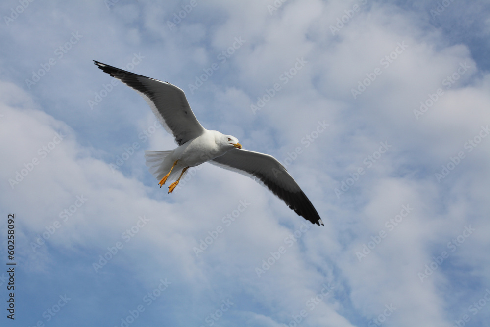 Obraz premium seagull