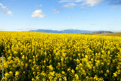 Fields of yellow canola flowers