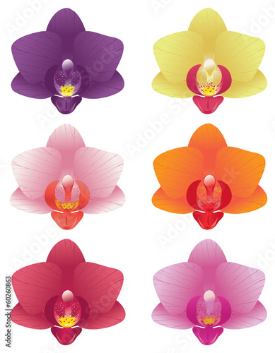 Orchid colors