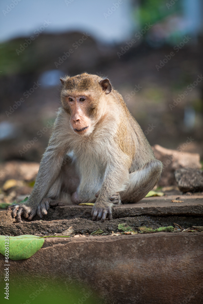 monkey monkey