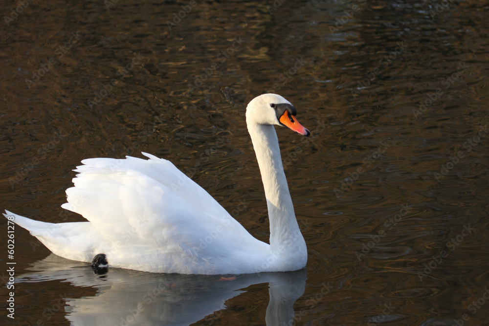 Naklejka premium Höckerschwan