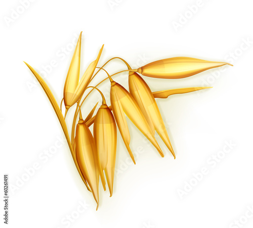 Oat, vector illustration