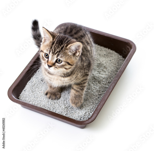 kitten or cat in toilet tra...