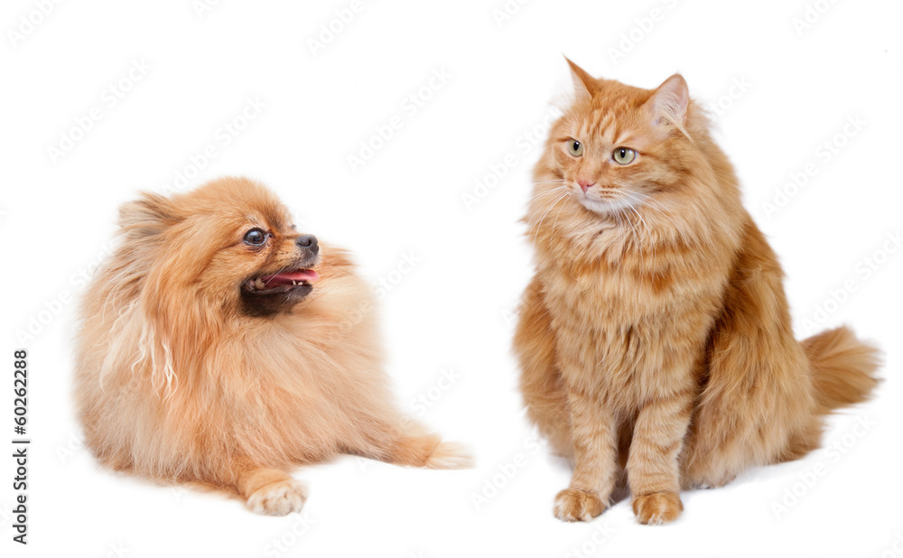 red cat and funny pomeranian
