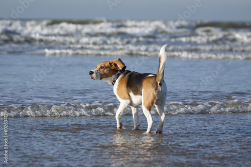 Young beagle in the water