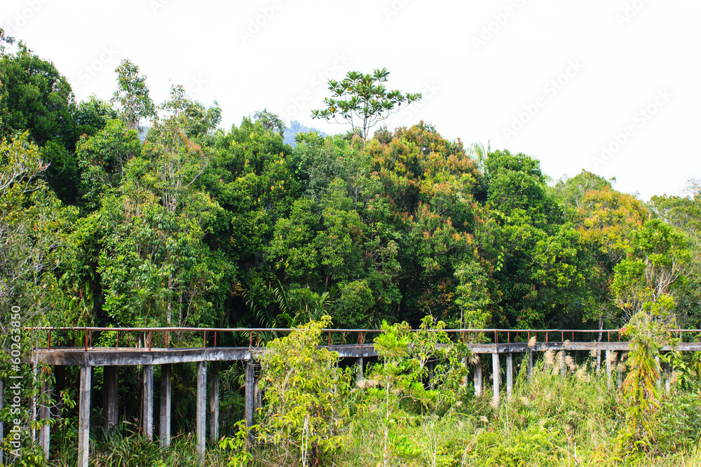 bridge through the mangrove reforestation