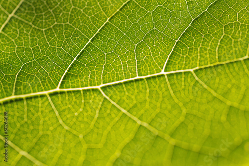 Grapevine Leaf
