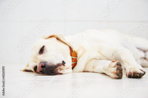 Fototapeta Naklejka Na Ścianę i Meble -  Ill dog