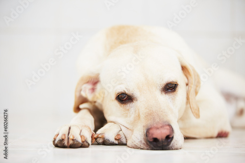 Fototapeta Naklejka Na Ścianę i Meble -  Sad dog