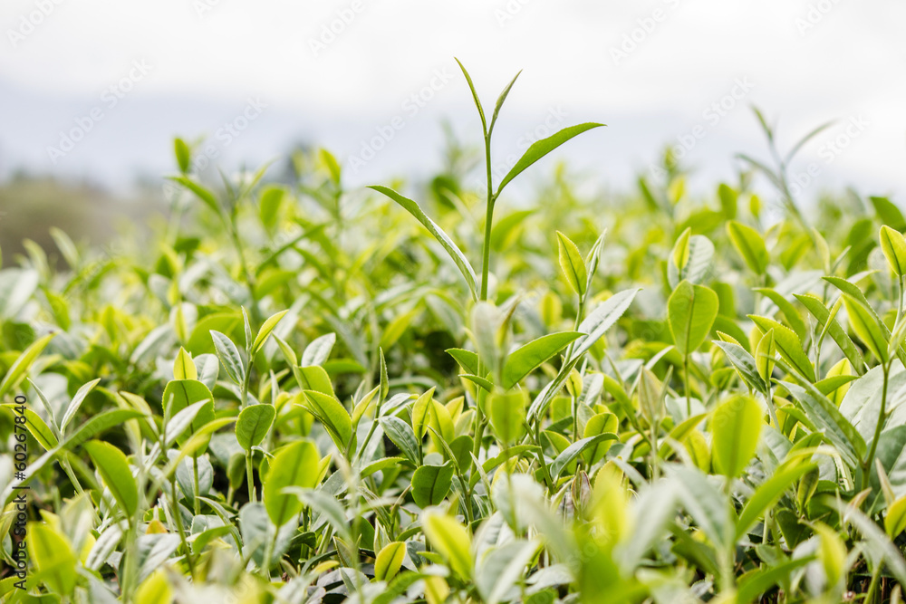 Green tea bud and fresh leaves. Tea plantations. Green tea bud and fresh leaves. Tea plantations.