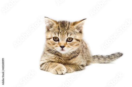 Scottish Straight breed kitten lying on white background