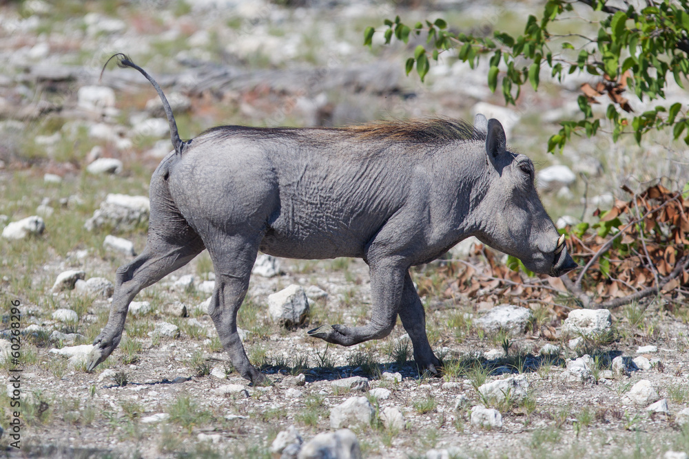 Warthog walking in Etosha National Park Warthog walking in Etosha National Park