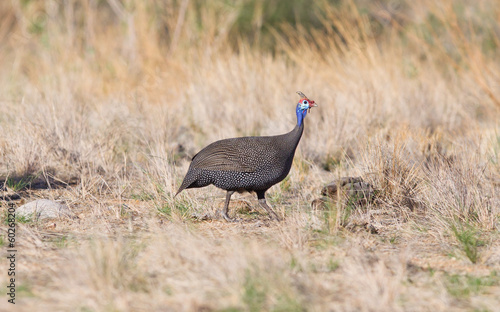 Guinea Fowl, Helmeted - Wild Game Birds from Africa