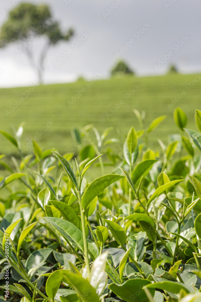Green tea bud and fresh leaves. Tea plantations. Green tea bud and fresh leaves. Tea plantations.