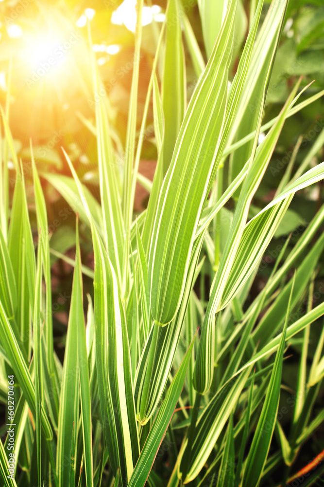 Naklejka premium Green leaves