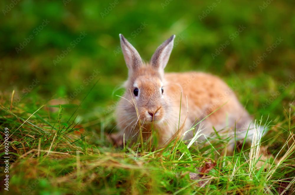 Fototapeta premium Rabbit