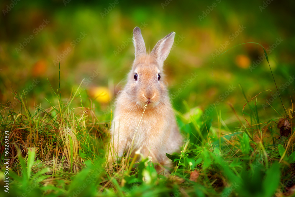 Fototapeta premium Królik