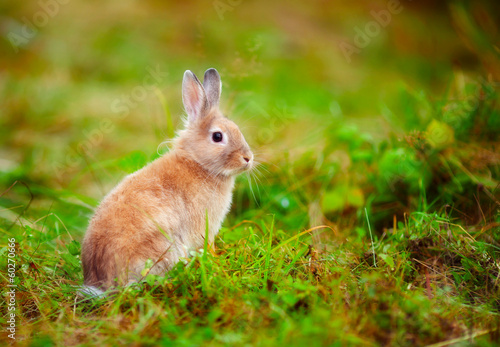 Rabbit © vaveta