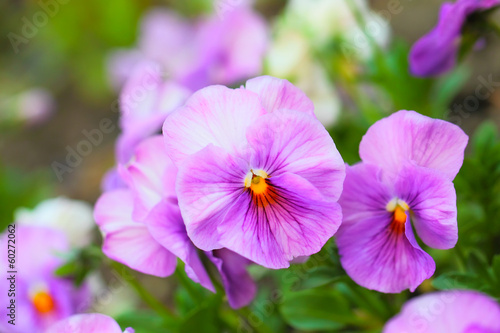 Pink Pansy Flowers on Flower Bed