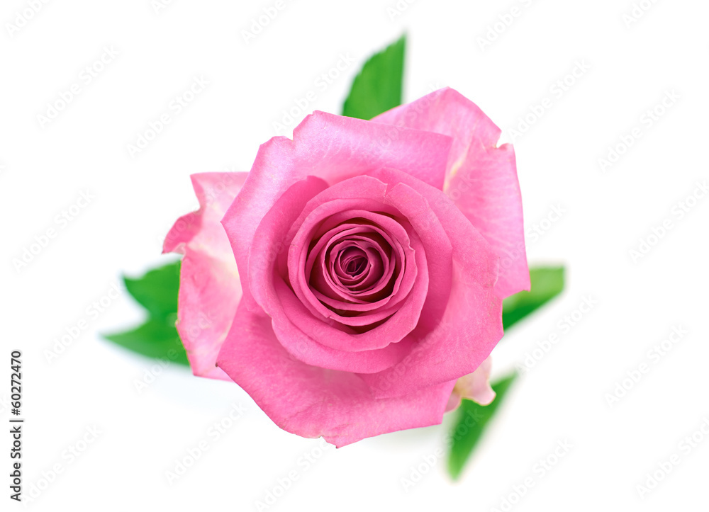 Flowers Flowers